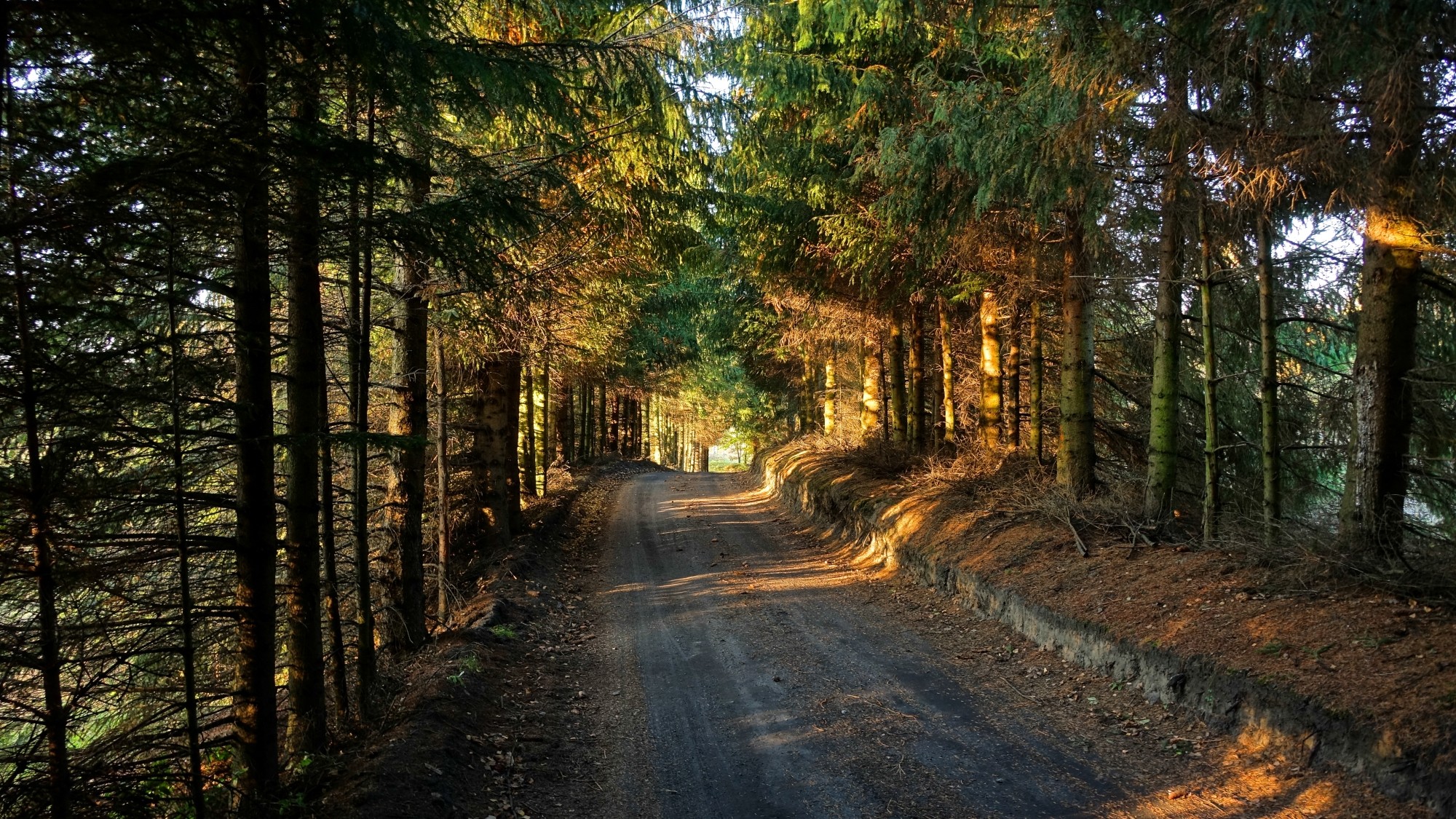 Urocze zakątki w lasach - zdjęcie 56