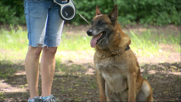 Historia psa Steve'a. Trzykrotnie uciekał białoruskim służbom przy polskiej granicy