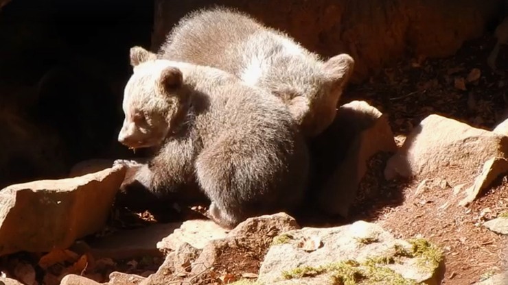 Bieszczadzka niedźwiedzica wyprowadziła maluchy na słońce. Leśnicy ostrzegają [WIDEO]