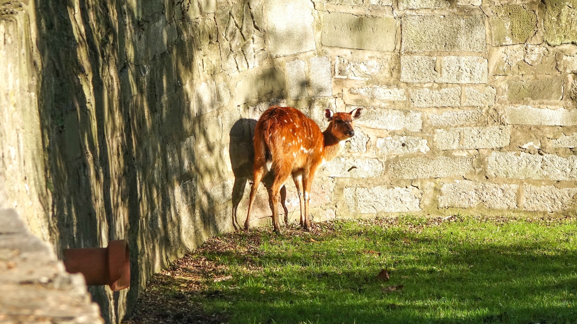 Z kamerą wśród zwierząt - zdjęcie 58