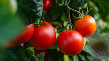 Domowy nawóz do pomidorów - 3 propozycje na naturalne odżywki do warzyw