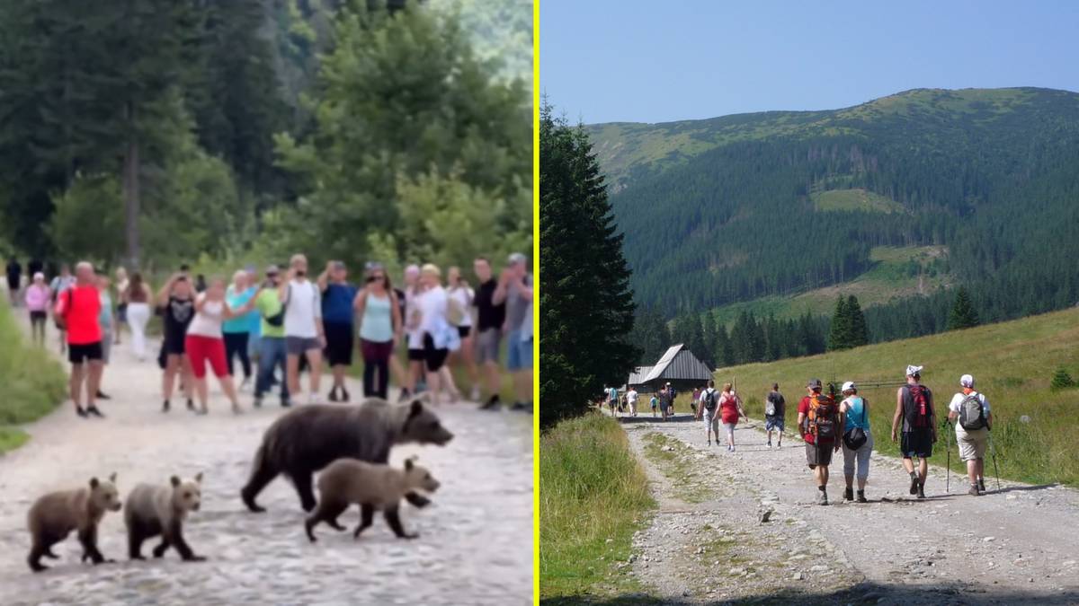 Groza na popularnym szlaku. Niedźwiedzica z młodymi wyszła z zarośli