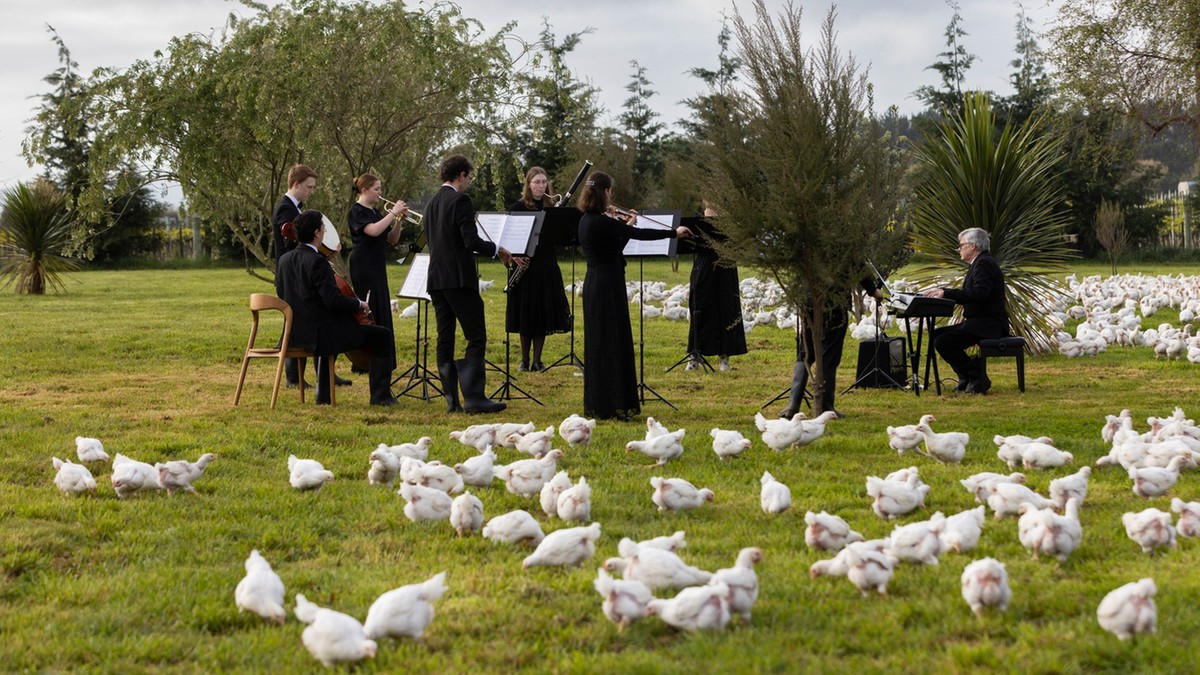 Nowa Zelandia: Wyjątkowy koncert na fermie kurczaków. Muzyka miała je uspokoić