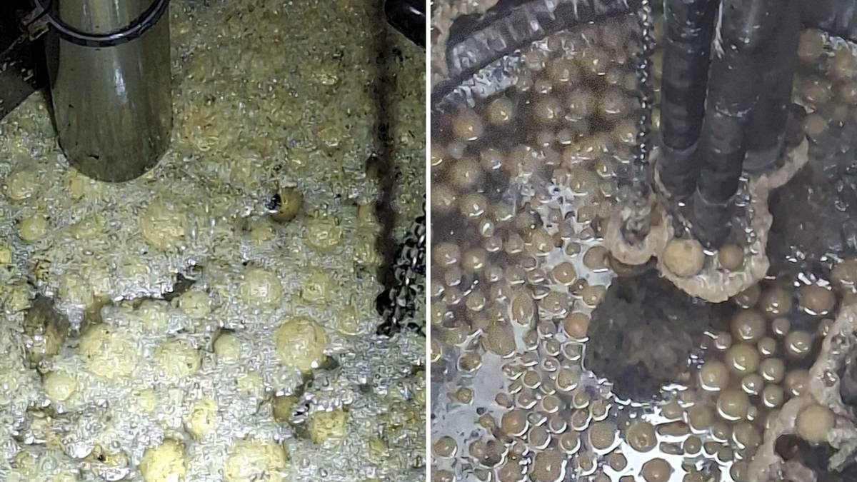 Dziesiątki pączków spłynęły z kanalizacji. Zatkały rurociąg, wybuchła afera