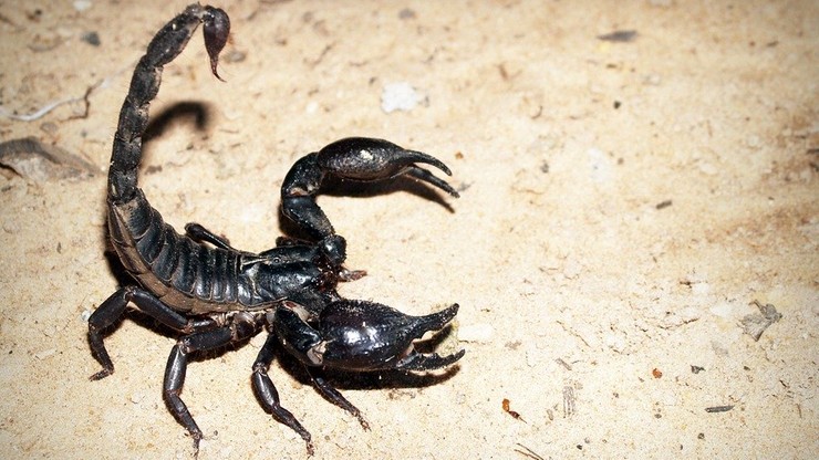 Inwazja jadowitych skorpionów w Brazylii