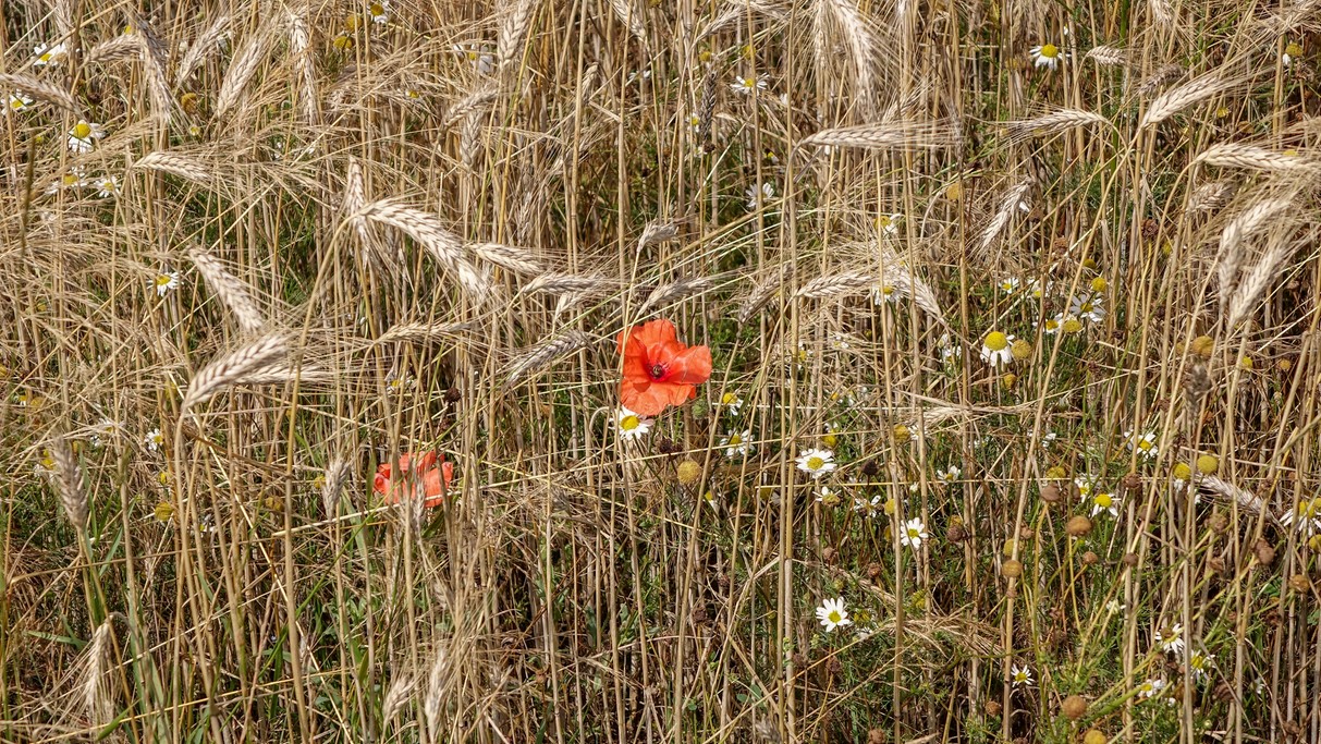 Lipiec w obiektywie - zdjęcie 47