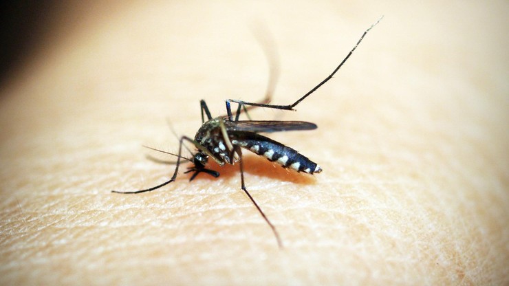 Wietnam. MZ: Znaczący wzrost zachorowań na gorączkę denga. Przypadków więcej o prawie 150 proc.