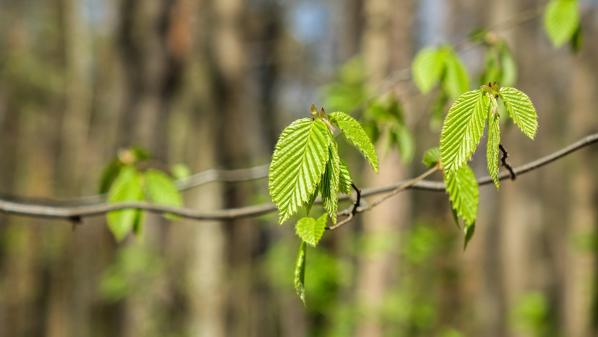 Kwitnąca wiosna - zdjęcie 33