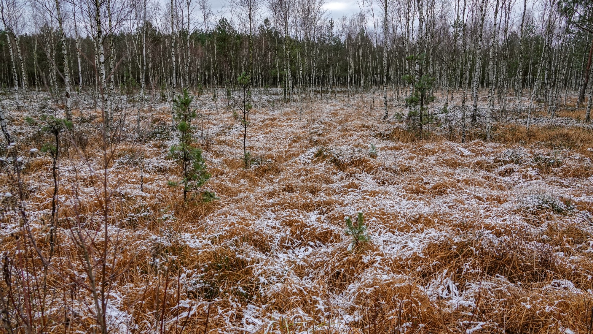 Pierwszy śnieg - zdjęcie 16