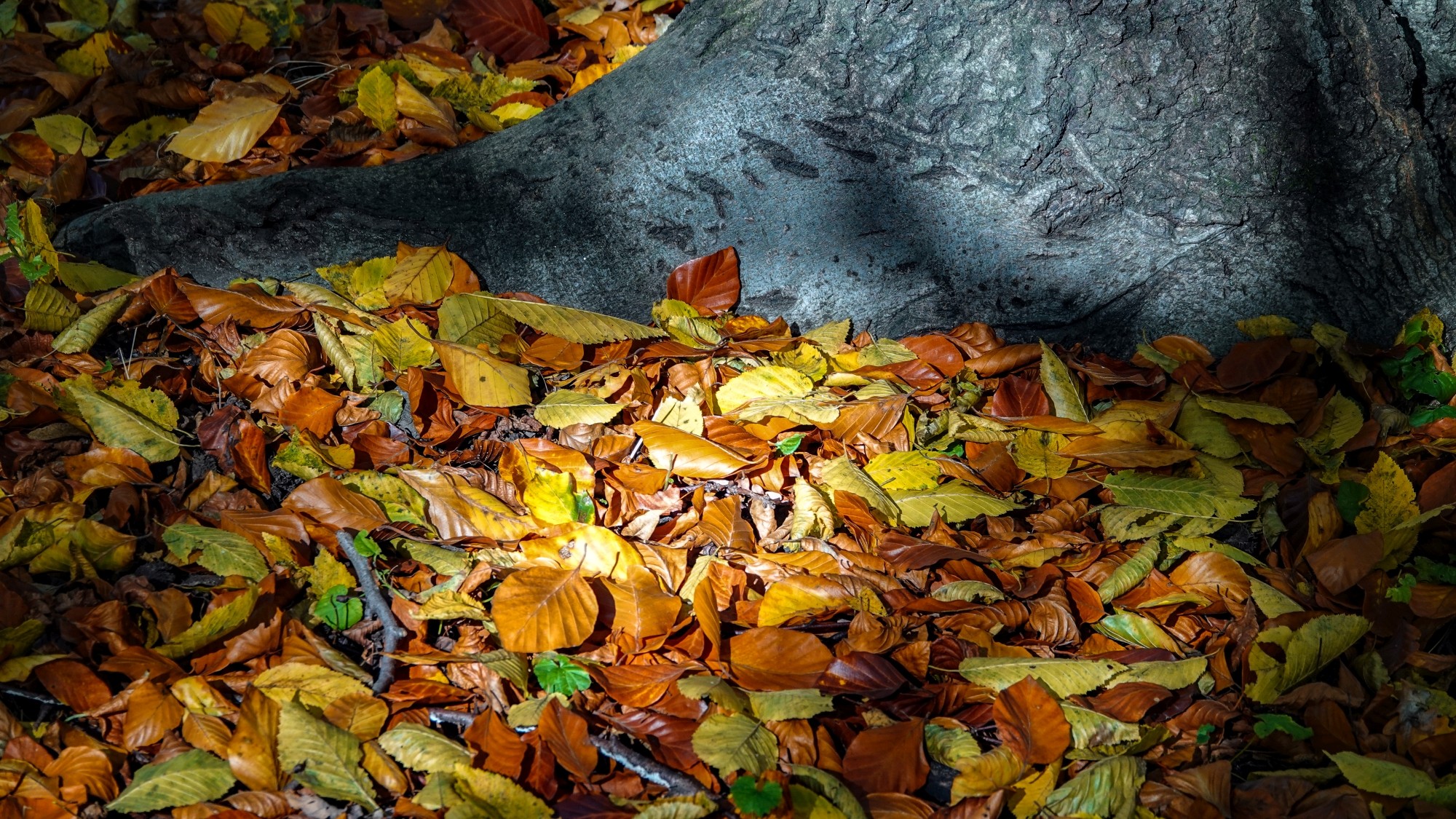 Wszystkie barwy jesieni - zdjęcie 20