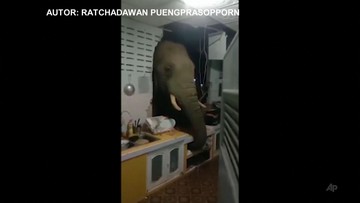 Słoń przebił ścianę i wszedł do kuchni. Był głodny