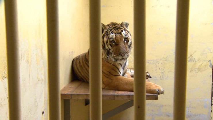 Pięć tygrysów trafi do azylu w Hiszpanii. Wiadomo, kiedy zostaną tam przewiezione