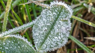 26.04.2021 10:00 Temperatura spadła nawet do minus 9 stopni, a miejscami zabieliło się. Kiedy przymrozki ustąpią?