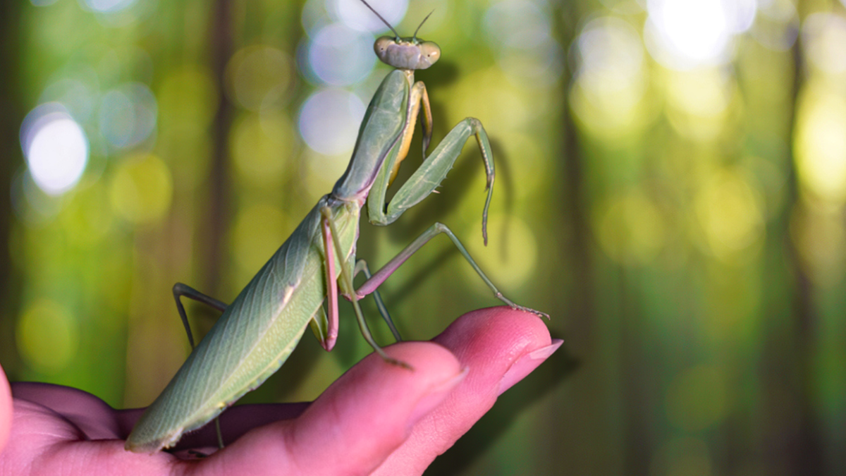 Two Asian mantis species declared invasive in Europe, threatening native wildlife