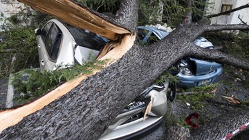 Włochy: cztery osoby zginęły przygniecione przez drzewa