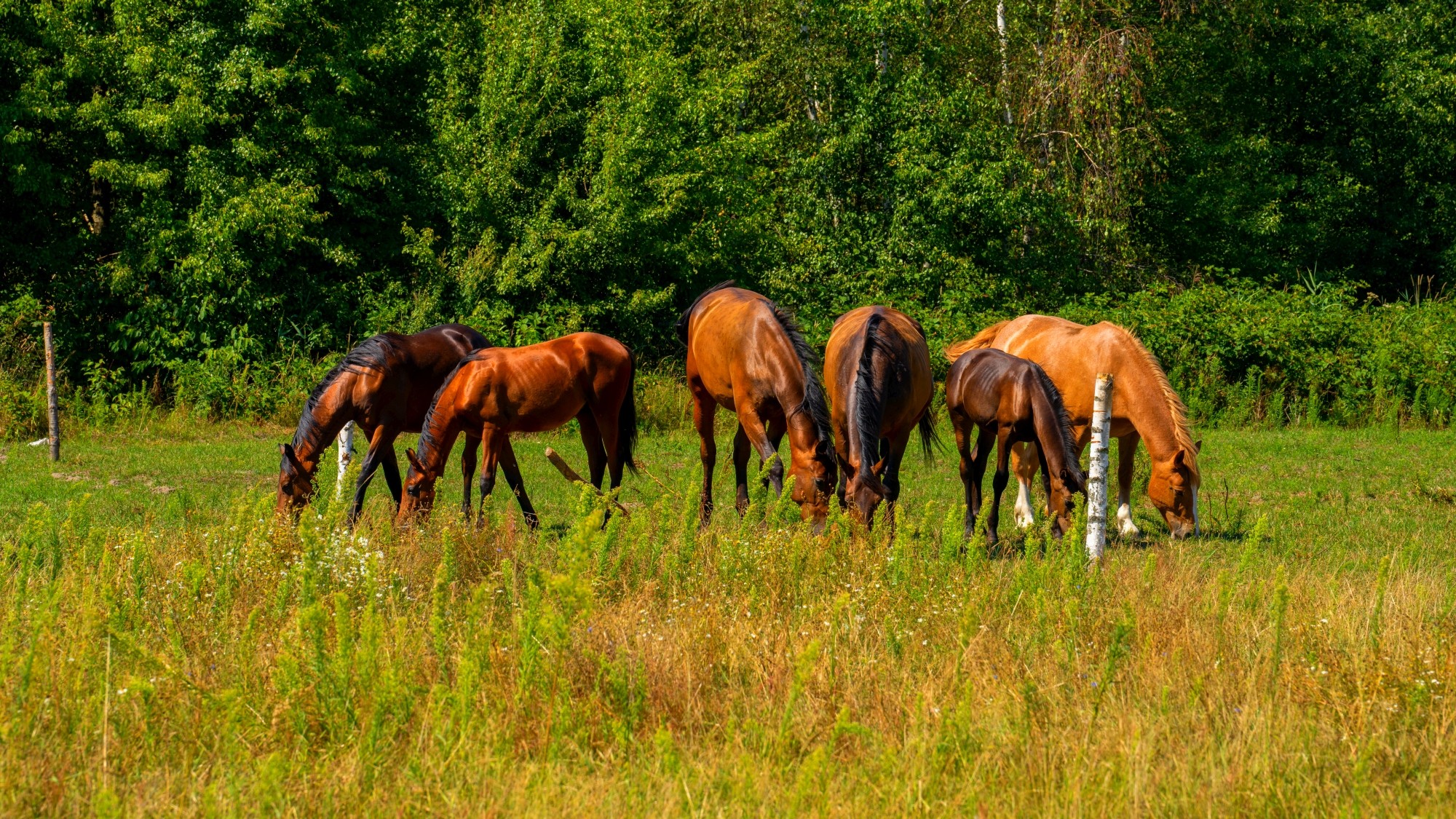 Wśród natury - zdjęcie 8