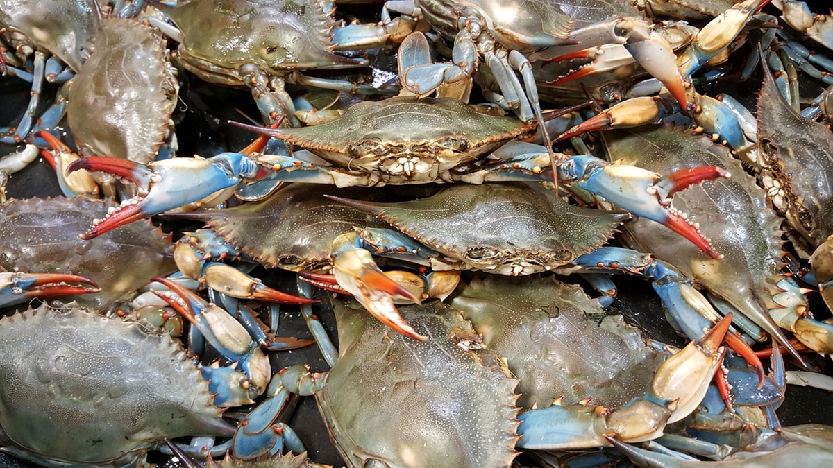 Włochy: Niebieskie kraby w menu. To odpowiedź na walkę z zagrożeniem ekosystemu
