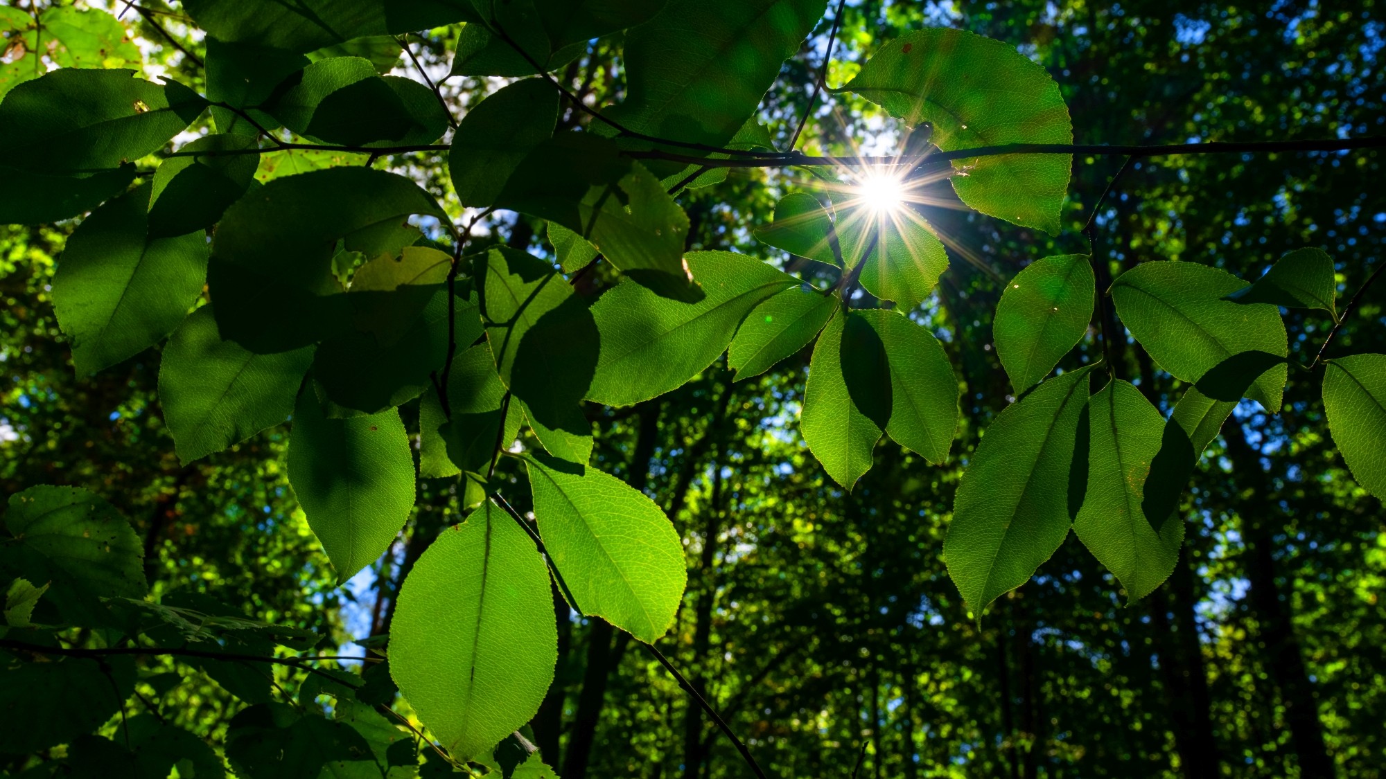 Wśród natury - zdjęcie 19