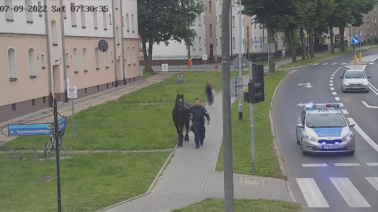 Szczecinek: Koń biegał po ulicach. Dogonili go policjanci