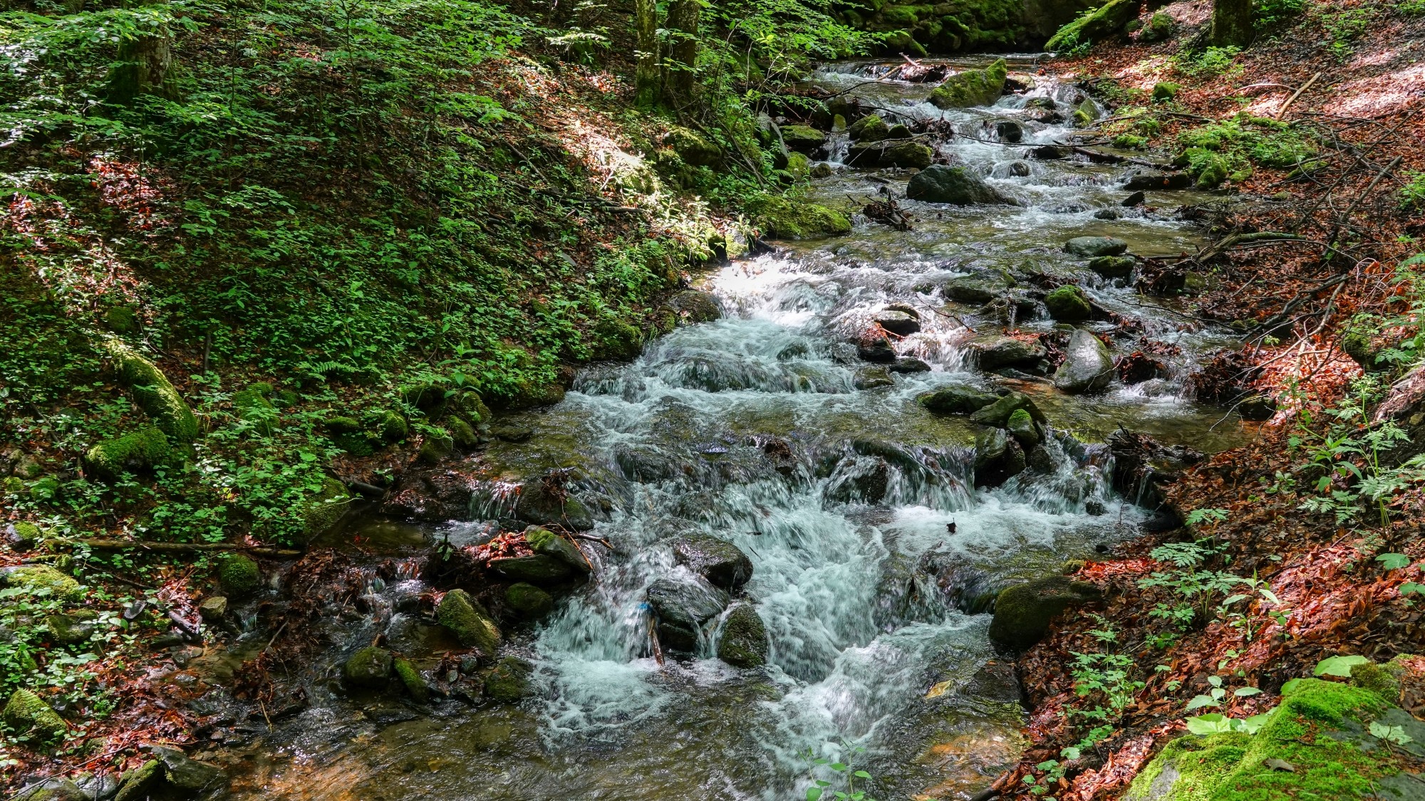 Letnie klimaty na łonie natury - zdjęcie 15