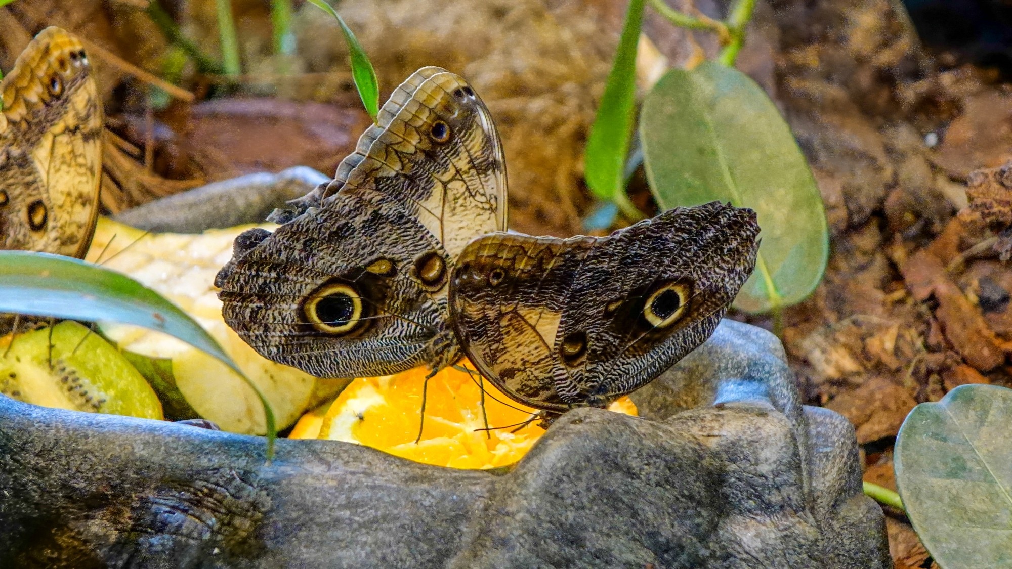 Z kamerą wśród zwierząt - zdjęcie 33