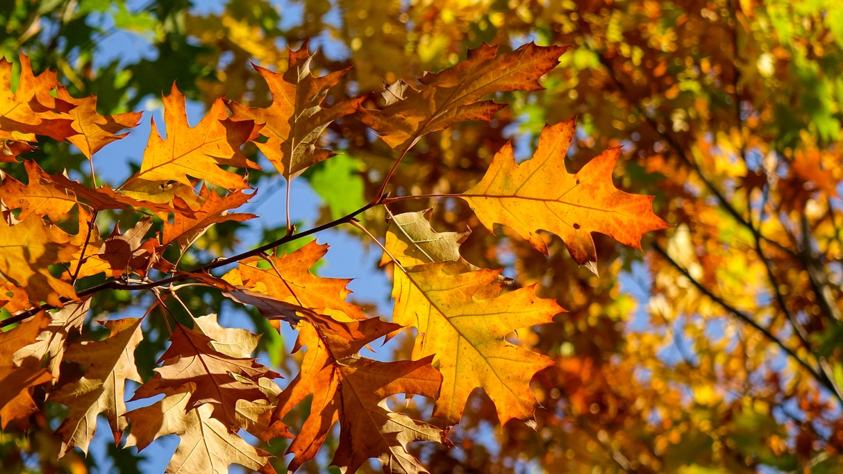 Polskie krajobrazy w 2018 roku - zdjęcie 46