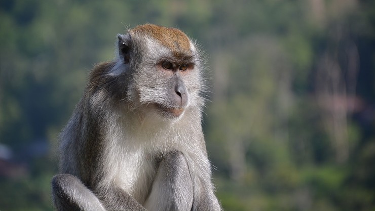 Mobilizacja w Indonezji. Zgoda na odstrzał setek makaków