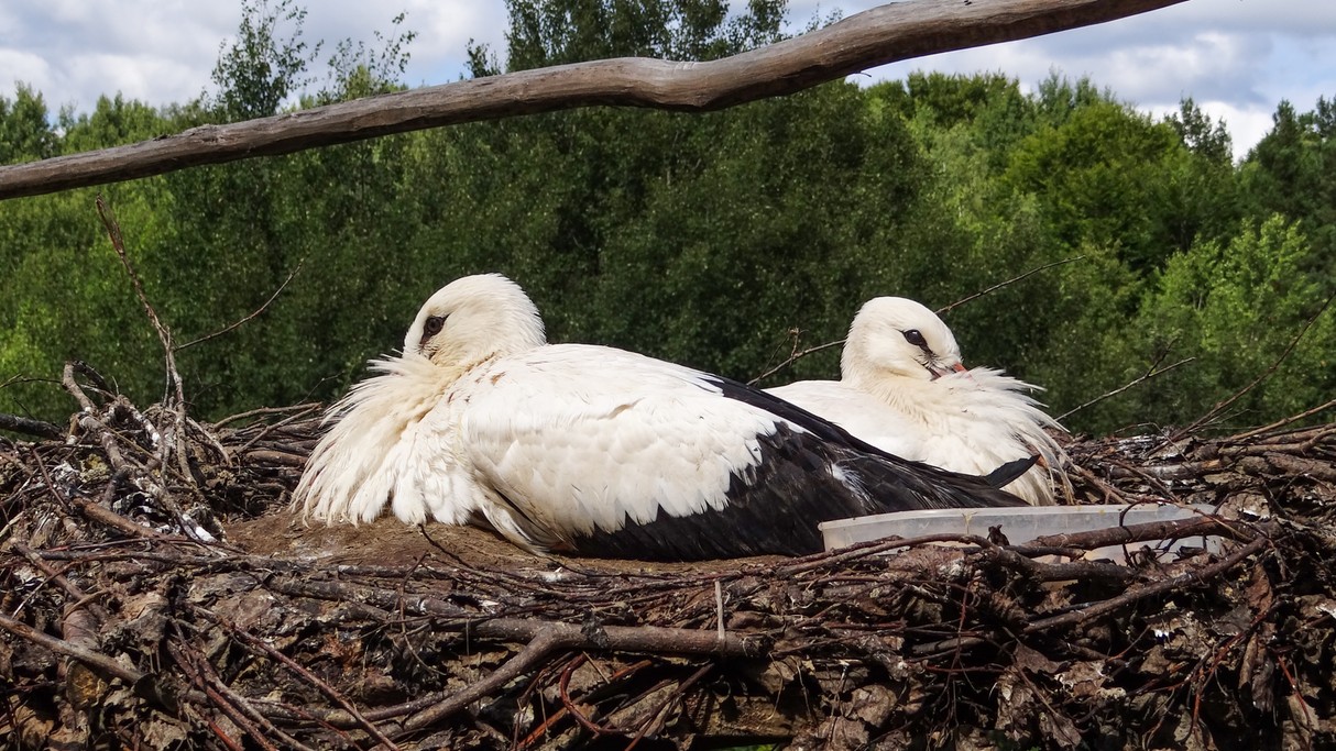 Bociania wioska - zdjęcie 32