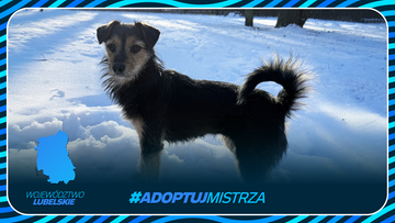 Adoptuj Mistrza - województwo lubelskie