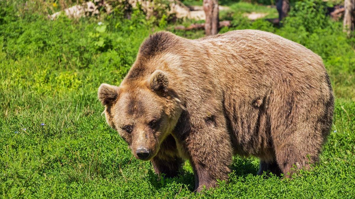 Wielki plebiscyt na Alasce. Mieszkańcy wybierają... najgrubszego niedźwiedzia