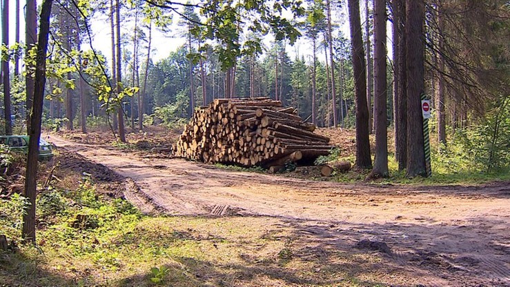 Ekolodzy skarżą Polskę do Komitetu Aarhus za sposób zarządzania lasami