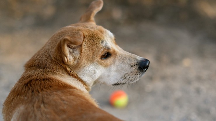 Bezpańskie psy będą podawać piłki na turnieju tenisowym w Sao Paulo