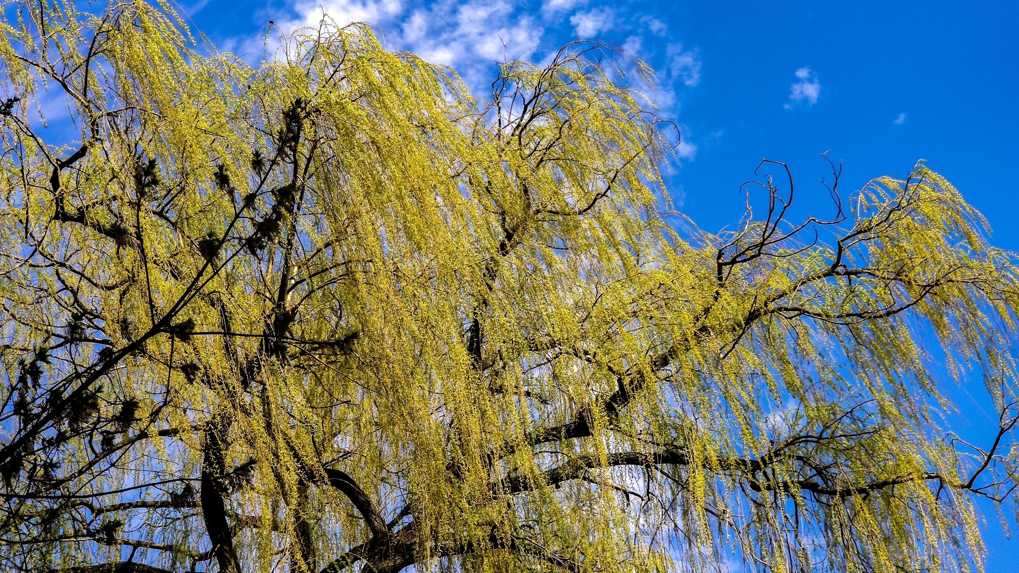 Kwitnąca wiosna - zdjęcie 19