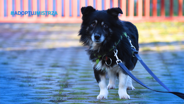 Jak uniknąć falstartu? 5 kroków do mistrzowskiej adopcji