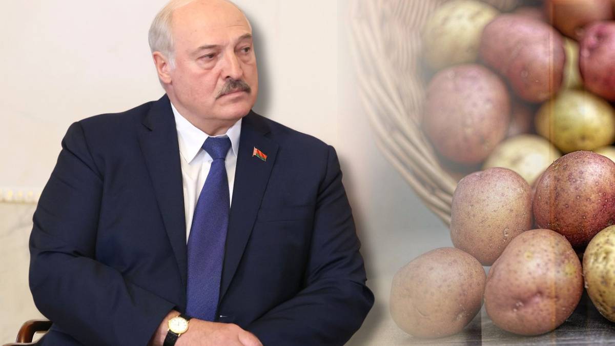 Łukaszenka chce stworzyć "super ziemniaka". Wydał polecenie