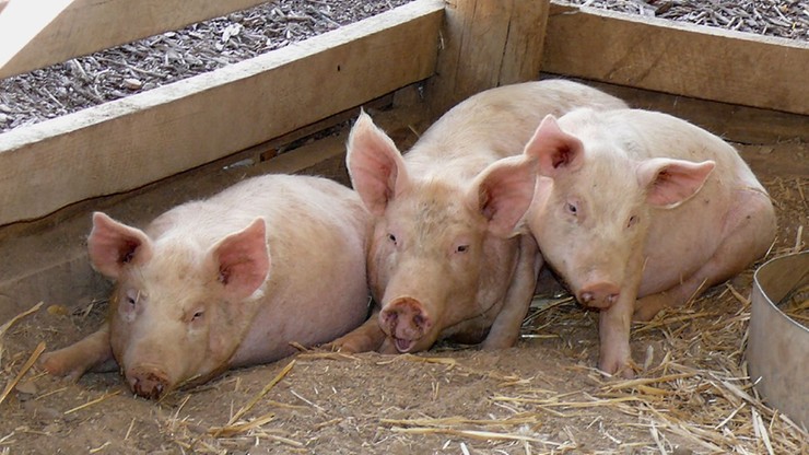 Wybiją 17 tys. świń. Epidemia ASF w Bułgarii