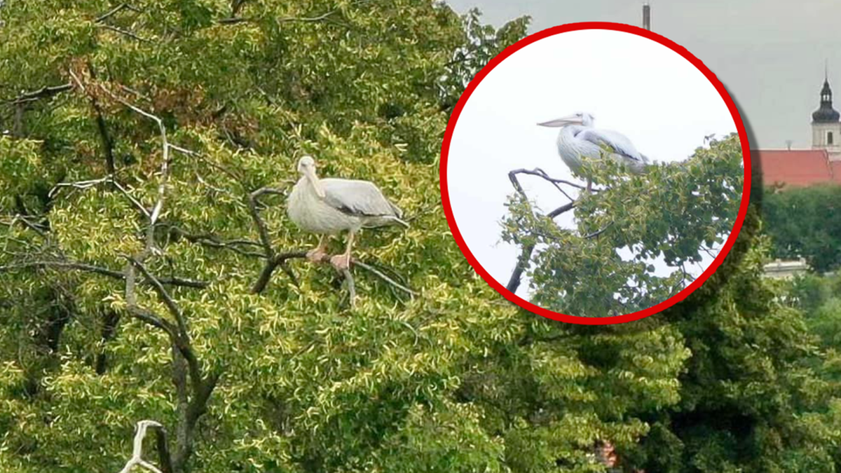 Opole: Pelikan uciekł z zoo. Złapanie "niemal niemożliwe"