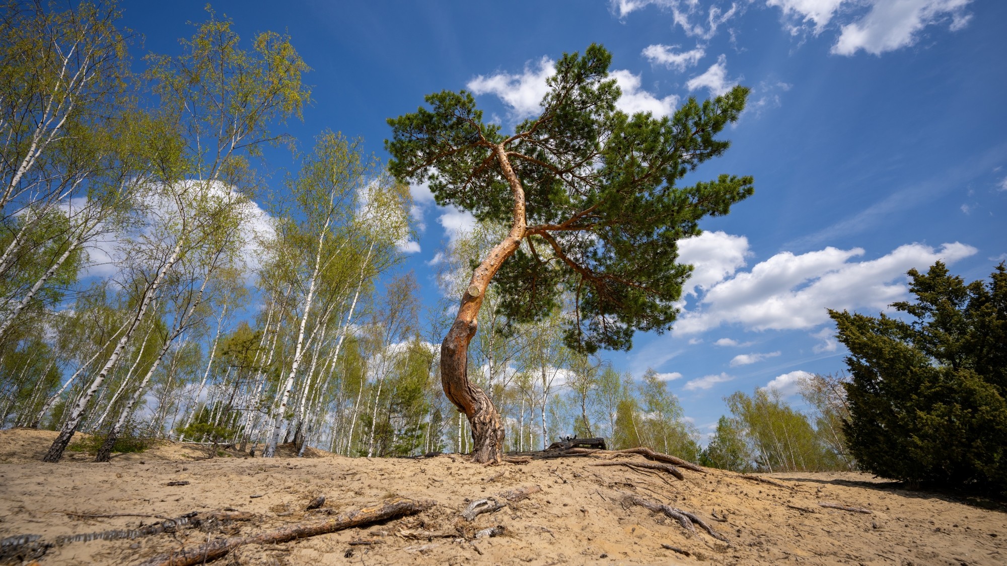 Wiosenna opowieść - zdjęcie 8