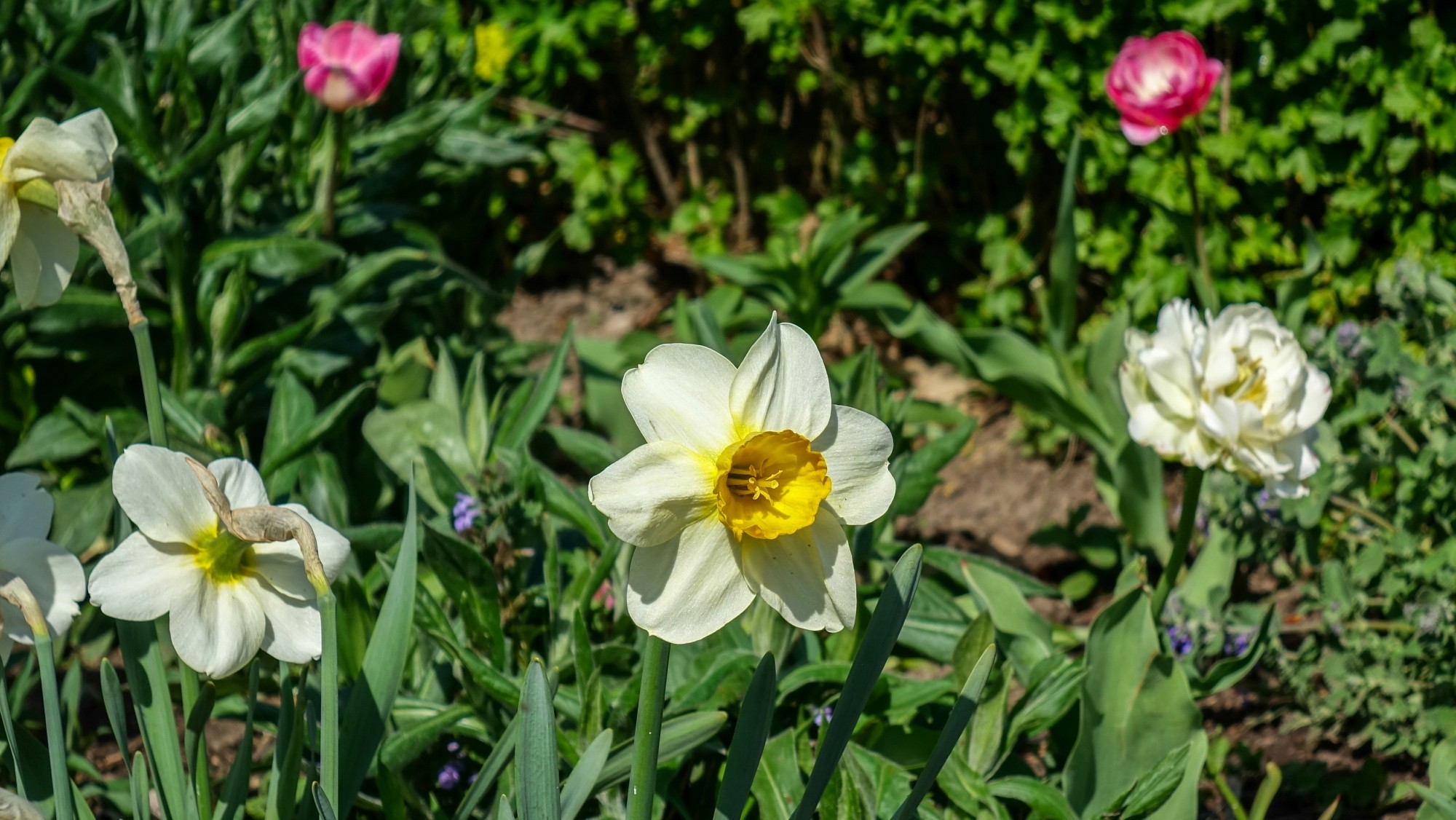 Kwitnąca wiosna - zdjęcie 17