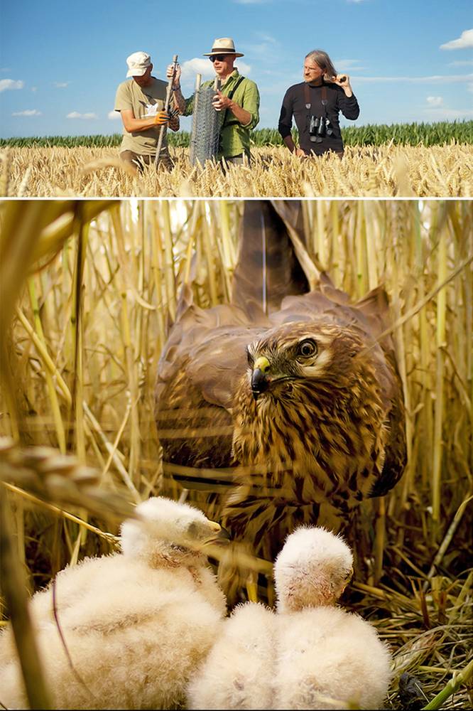 2025-10-24 „Podglądacze przyrody” - sezon 3, odcinek 4: Błotniak łąkowy