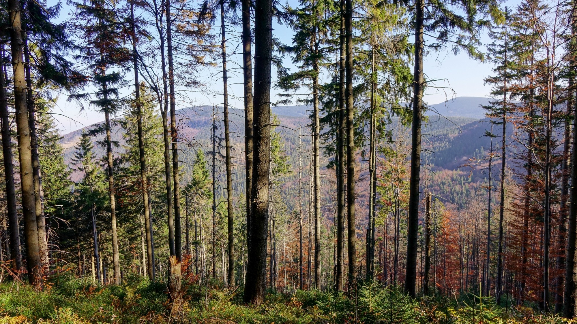 Urocze zakątki w lasach - zdjęcie 37