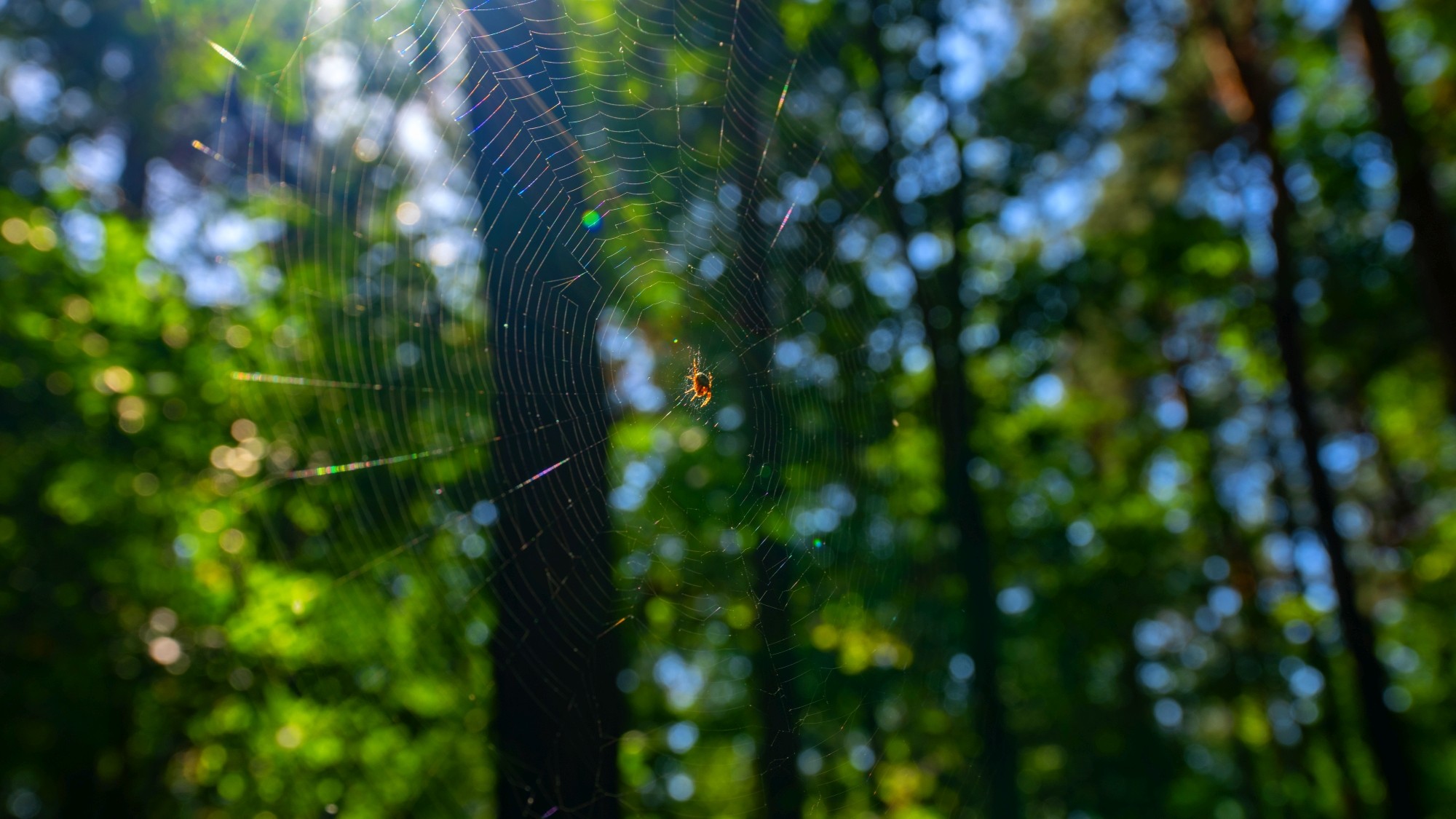 Wśród natury - zdjęcie 49