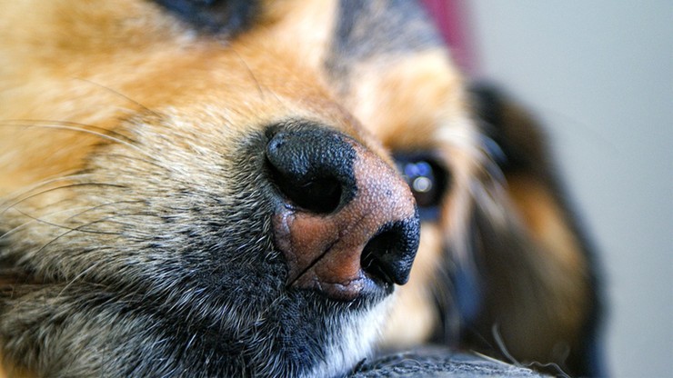 Psy mogą mieć nosa do koronawirusa
