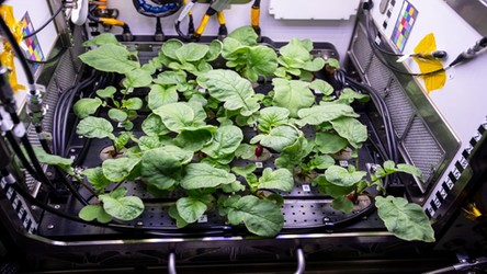 Rosjanie będą uprawiać warzywa na sprzedaż na pokładzie Międzynarodowej Stacji Kosmicznej