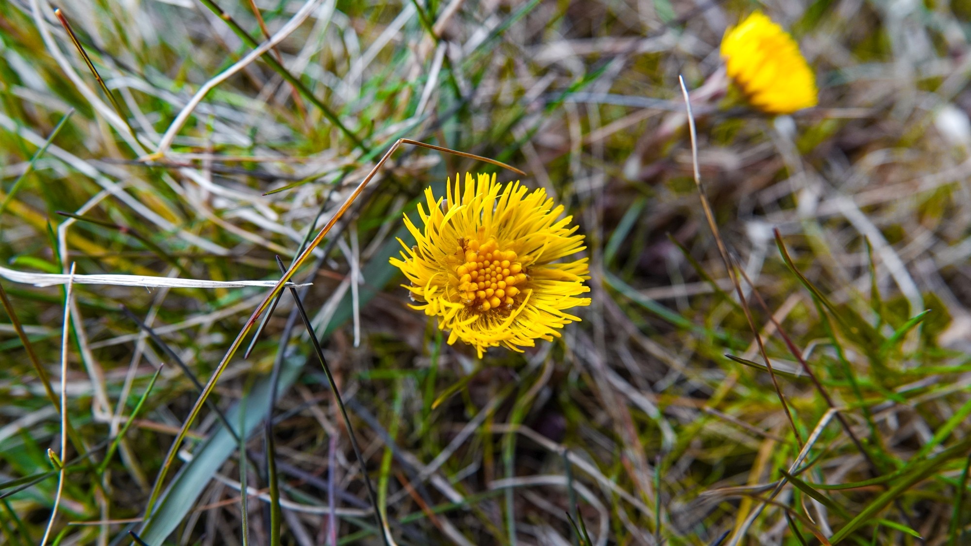 Wiosenna pobudka - zdjęcie 14