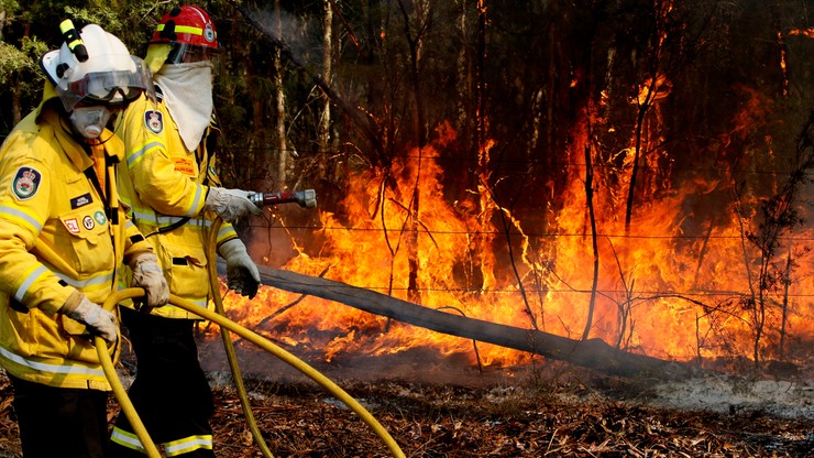 Setki misiów koala zagrożone przez pożary lasów w Australii. "To tragedia narodowa"