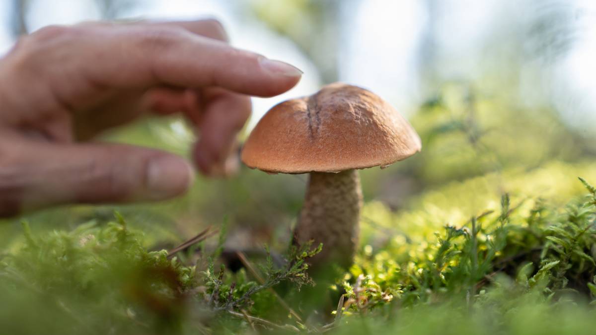 Dłoń zbliżająca się do niewielkiego grzyba koźlarza rosnącego w mchu.