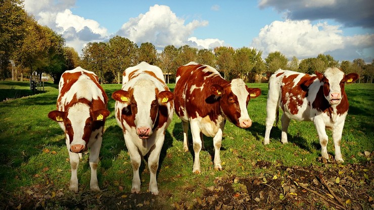 Francja: zlokalizowano już całe mięso z polskich chorych krów