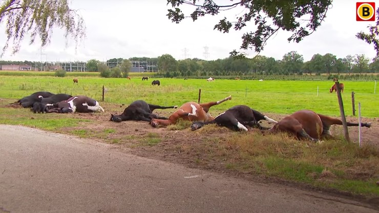 Holandia: piorun uderzył w stado koni. Siedem padło martwych