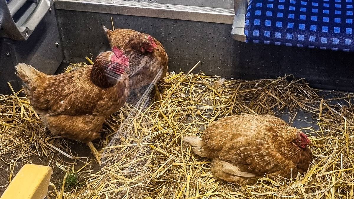 Niecodzienny widok w wagonie. Podróżni nie mogli w to uwierzyć